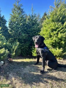 Beautiful Black Lab STUD Listing Image