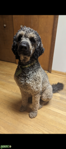 Sable (brown) Standard Poodle Listing Image