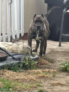 Presa Canario Stud Listing Image