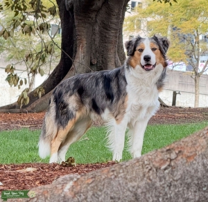 Premium Blue Merle Tri Stud – Intelligent, Athletic, Beautiful, proven temptation Listing Image
