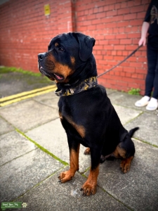 American Rottweiler  Listing Image