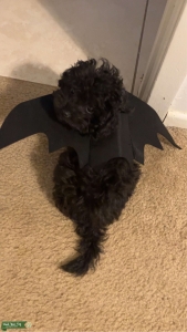 Need small female to breed with my small male Listing Image