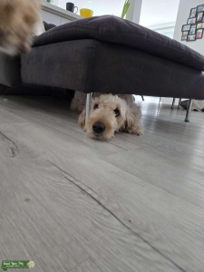 Min Golden Doodle  Listing Image