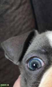 Boston Terrier  Listing Image