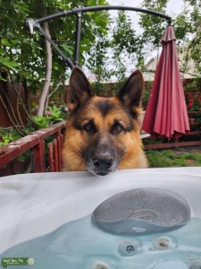 Black and tan German Sheppard Listing Image