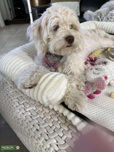 Blue eyed cockapoo Listing Image