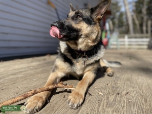 BRINDLE GERMAN SHEPHERD  Listing Image