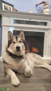 She's looking for her stud Listing Image