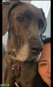 Blue Great Dane  Listing Image