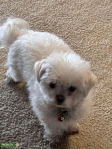 Pickles wants puppies! Looking for stud Listing Image