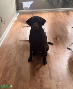 Chocolate brown Labrador Listing Image