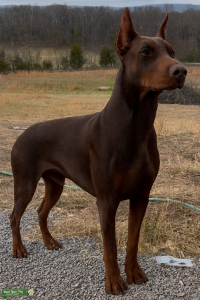 100% Genetically Clear European Stud Listing Image