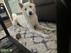 Shiba Inu Listing Image
