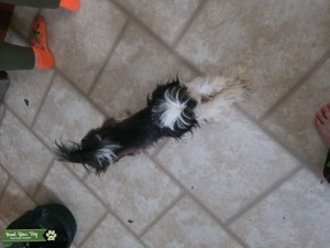 Shih tzu stud Listing Image
