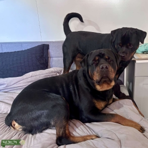 AKC Rottweiler Stud  Listing Image