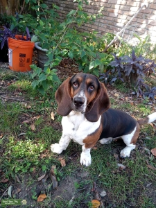 Basset Hound Stud Listing Image