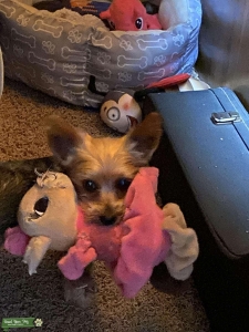 Small yorkie (party) male Listing Image