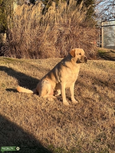 Proven Stud From Ruff Crowd Kennels Listing Image
