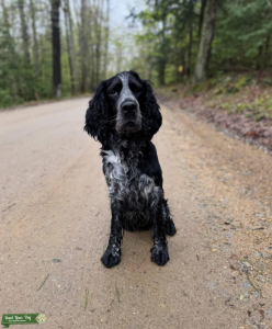 AKC & OFA Heath Tested English Springer Spaniel Stud Listing Image