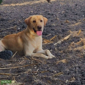 Perfect Yellow Lab for Family and The Field Listing Image