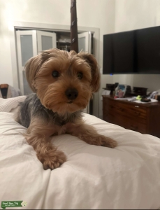 Stud Yorkie Listing Image