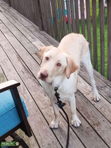 Labrador Retriever  Listing Image