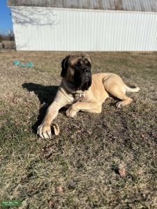 English Mastiff - Fawn Listing Image