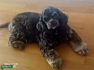 American Cocker spaniel  Listing Image