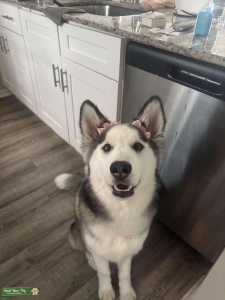 Female Siberian Husky Listing Image
