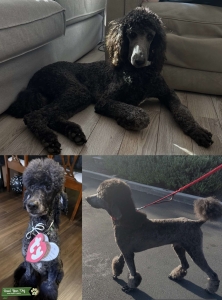 Standard Poodle stud-Blue Listing Image