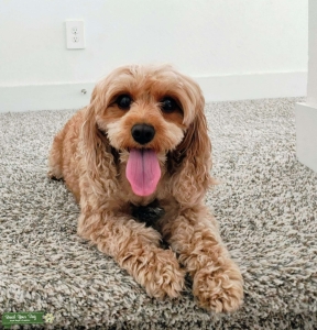 Sweet F1 Cavapoo looking for stud Listing Image