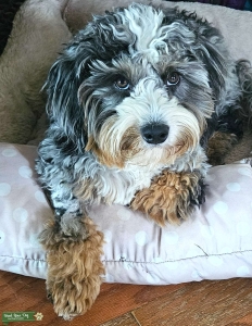 Cuddly Micro-mini B2 Blue Merle Bernedoodle   Listing Image