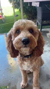 Mini Goldendoodle  Listing Image