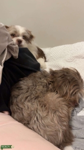Papillon chihuahua/shitzu long hair Listing Image