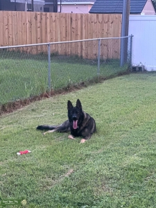 Male German Shepherd available for stud service Listing Image