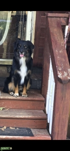 Beautiful Mini Aussie stud Listing Image