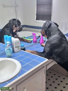 World Class Rottweiler Listing Image