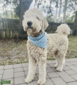 Rocko The Stud Muffin Listing Image