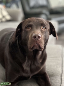 3 Year old chocolate lab Listing Image