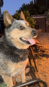 Australian Cattle Dog (Blue Heeler) Listing Image