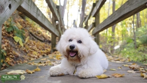 3 Years Old Bichon Frise Male Listing Image