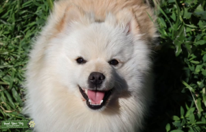 Purebred Pomeranian  Listing Image