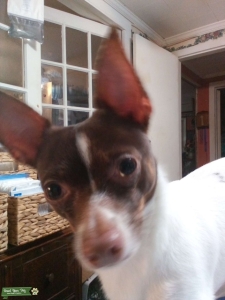 Male Chihuahua Listing Image