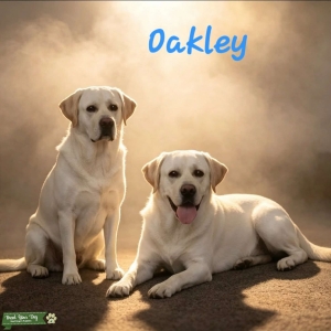 KC Reg Health Tested Stud Dog Listing Image