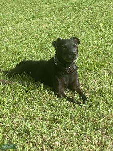 Patterdale Terrier Stud Service – Legacy Litter Listing Image