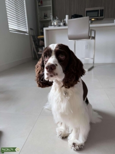 English Springer Spaniel Stud Listing Image