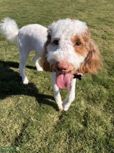 Male AKC Mini Poodle Listing Image