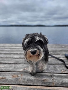 Black and Silver Miniature  Schnauzer Listing Image
