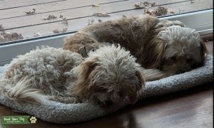 maltipoo/cavachon Listing Image