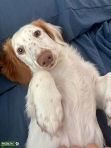 Milo needs a girlfriend!! Listing Image